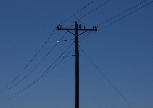 One of the insulators is a Peregrine Falcon.